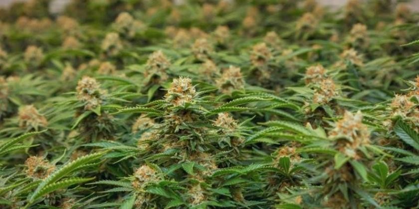 Maryland and Missouri Voters Approve Recreational Cannabis